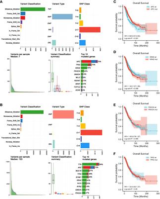 High tumor mutation burden indicates better prognosis in colorectal cancer patients with KRAS mutations